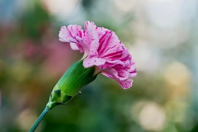몸캠피싱해결 전문 업체 선택 시 꼭 확인해야 할 기준